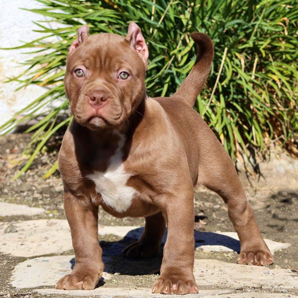 Pitbull