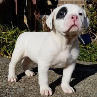 Pitbull Puppies For Sale
