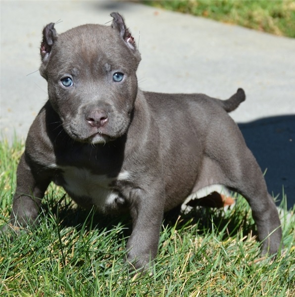 Pitbull